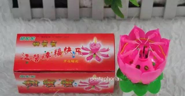 Lilin Musik Lotus / Lotus Happy Birthday Music Candle